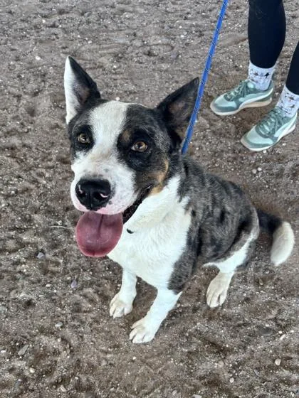 An adult medium-sized male Australian Cattle Dog / Blue Heeler dog named Samuel for adoption in El Paso, TX