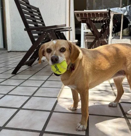 An adult small-sized female Beagle dog named Poppy for adoption in San Diego, CA