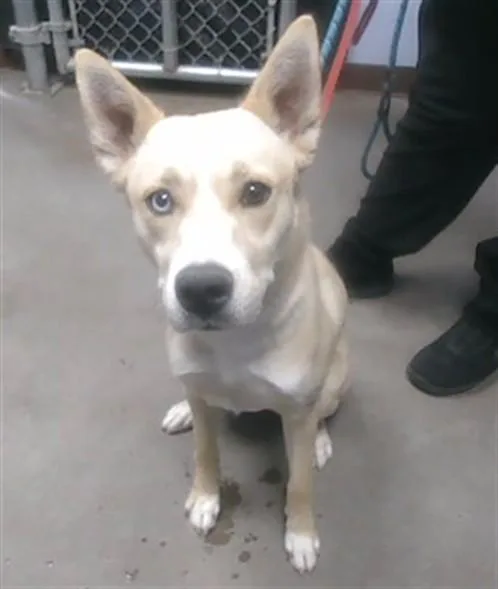A young large-sized female Siberian Husky dog named Daisy for adoption in Phoenix, AZ