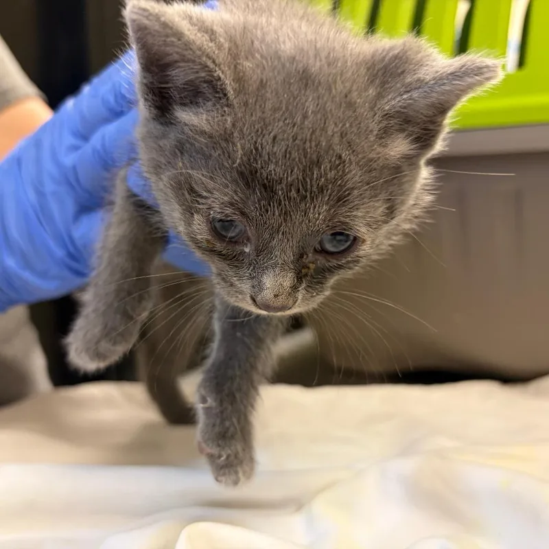 A baby small-sized male Domestic Short Hair cat named Randall Boggs for adoption in Charlottesville, VA