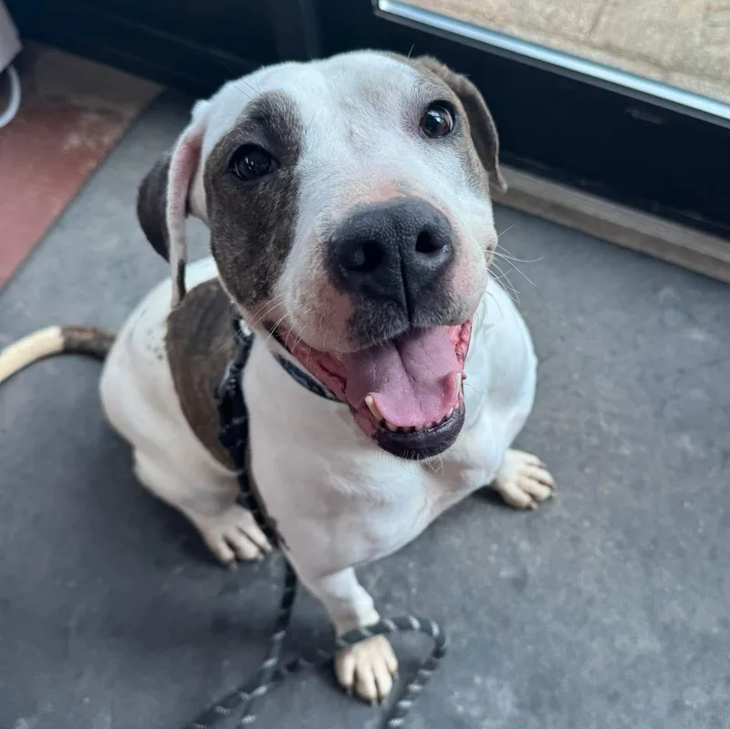 An adult medium-sized female White / Cream Labrador Retriever dog named Bailey for adoption in Lemont, IL