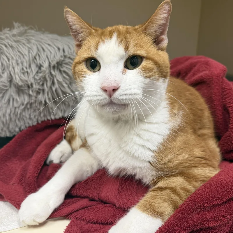 A senior large-sized male Domestic Short Hair cat named Rusty for adoption in Cooperstown, NY