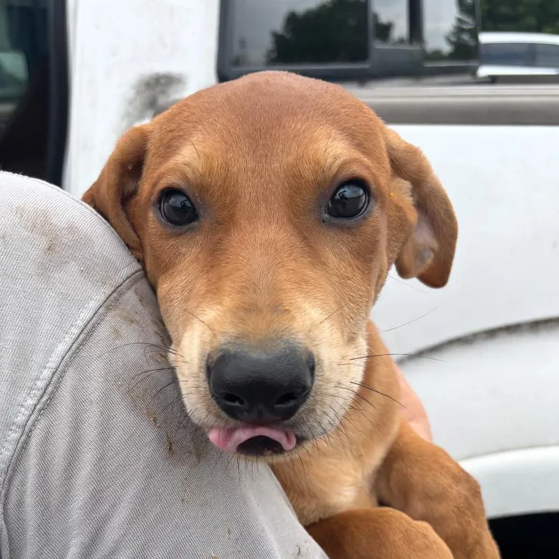 Cinnamon