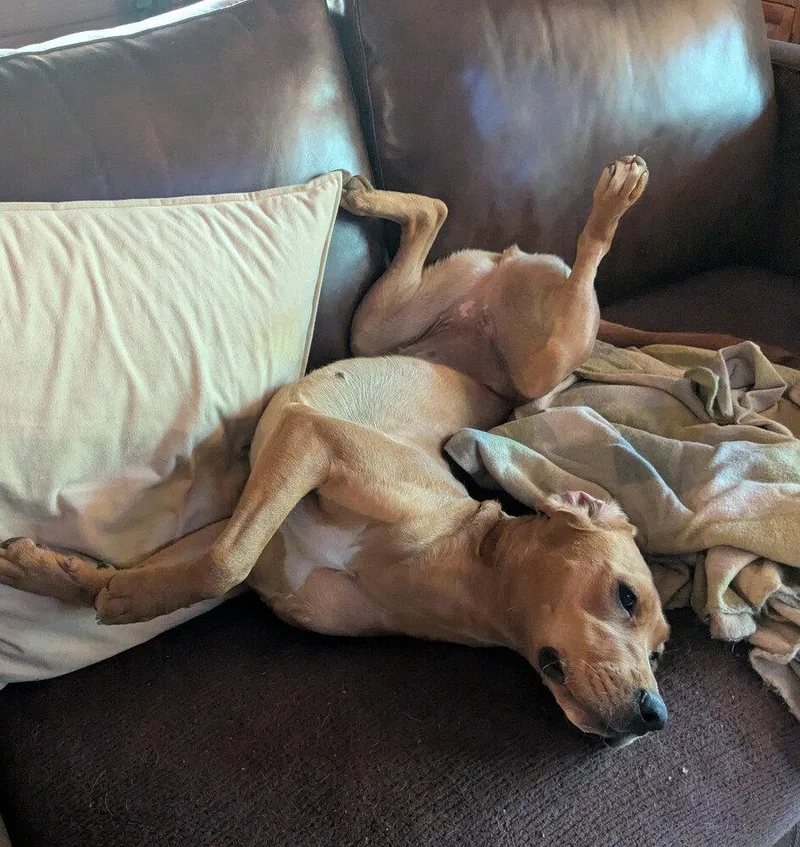 An adult medium-sized female Redbone Coonhound dog named Edith for adoption in Candler, NC