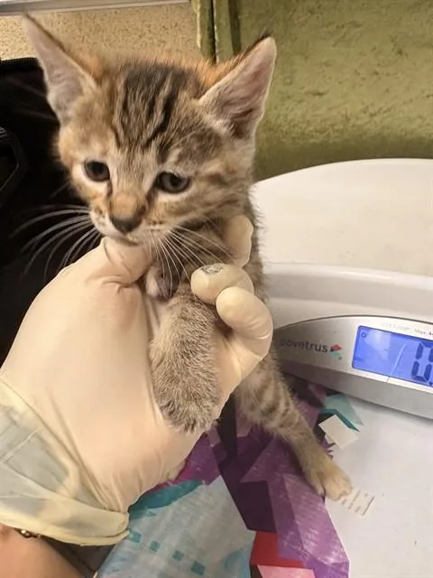 A baby small-sized female Domestic Short Hair cat named Annie for adoption in Riverside, CA
