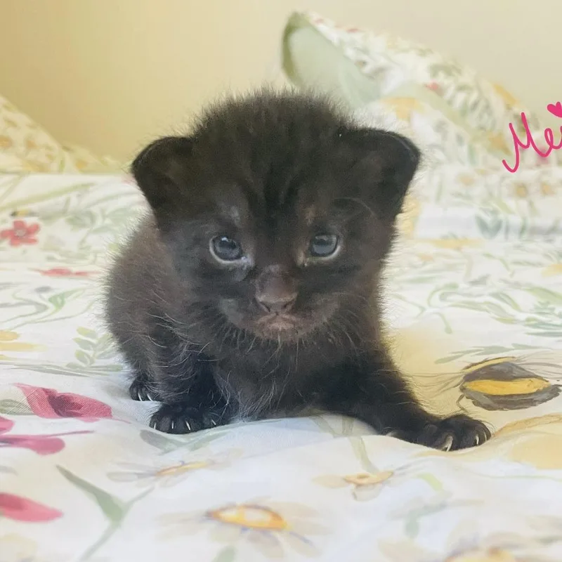 A baby small-sized female Black Domestic Short Hair cat named Mei for adoption in Las Vegas, NV