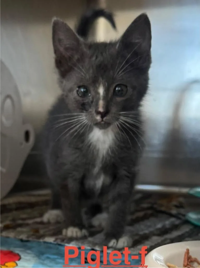 A baby small-sized female Domestic Short Hair cat named Piglet for adoption in Brookhaven, MS