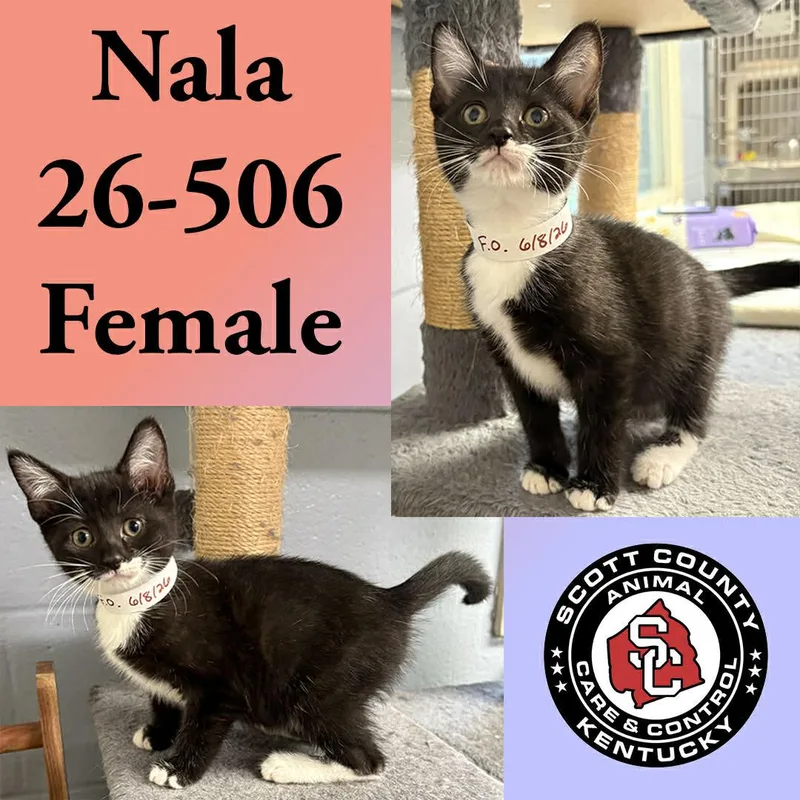 A young small-sized female Black & White / Tuxedo Domestic Short Hair cat named Nala for adoption in Georgetown, KY