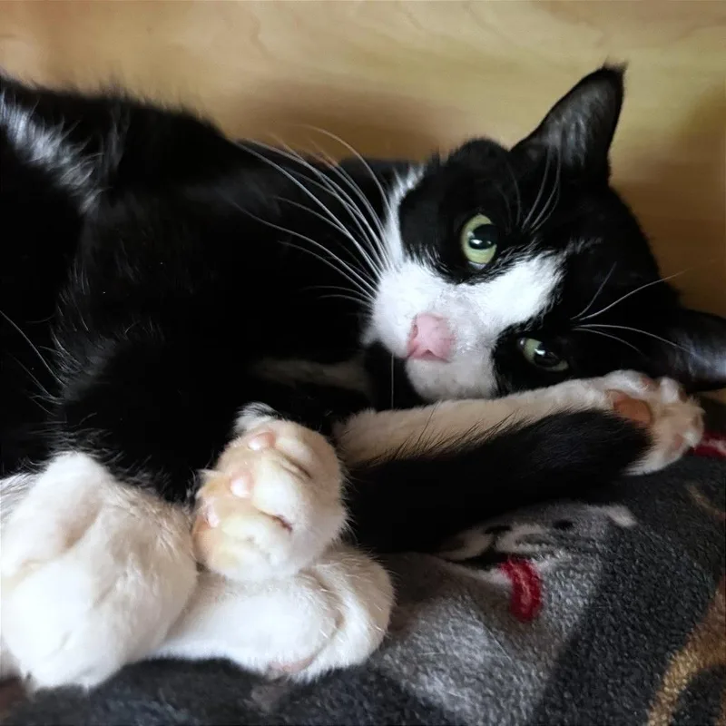 An adult large-sized male Black Domestic Short Hair cat named Draco for adoption in Brookfield, WI