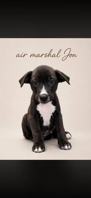 A baby medium-sized male Mixed Breed dog named Air Marshall Jon for adoption in Marion, NC