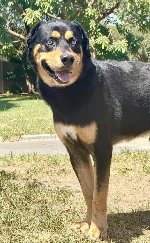 Scout