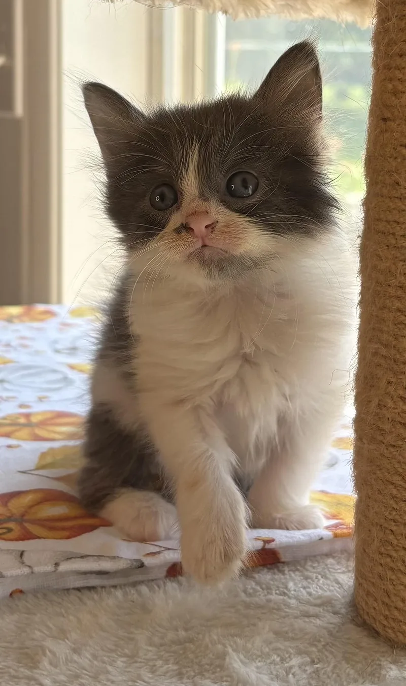 A baby medium-sized male Domestic Long Hair cat named Tatter for adoption in Bethel, OH