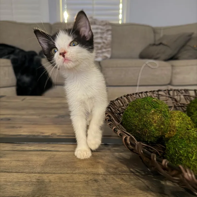 A baby small-sized female Black Domestic Short Hair cat named Monica for adoption in Fresno, CA