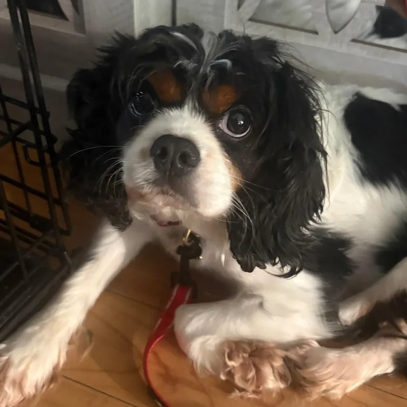 An adult small-sized female Cavalier King Charles Spaniel dog named Maia for adoption in Cincinnati, OH