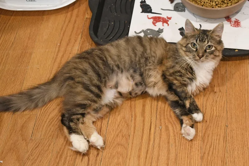 Moppet
