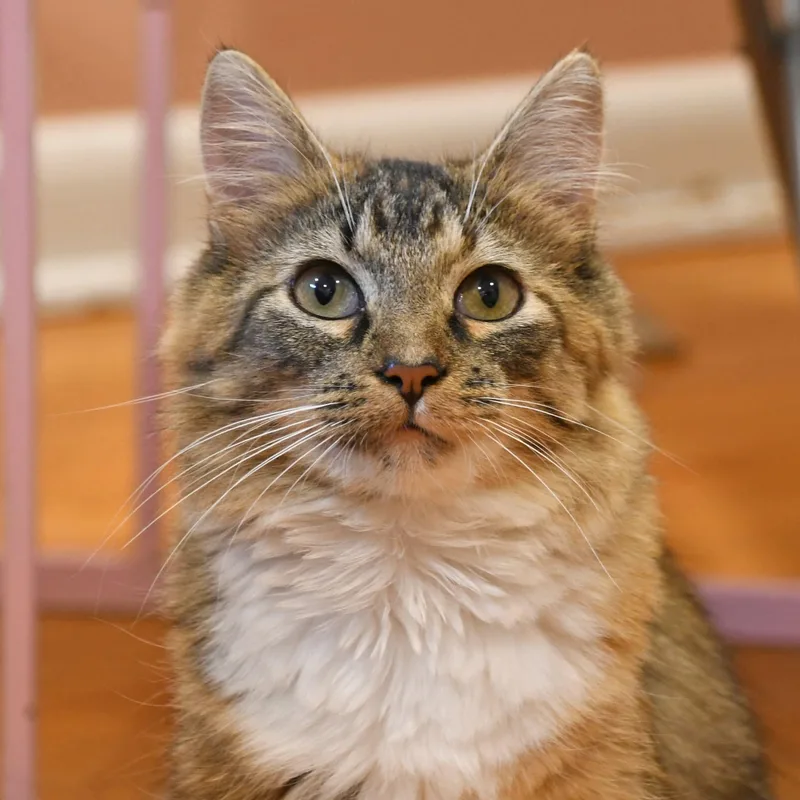 Moppet thumbnail 3