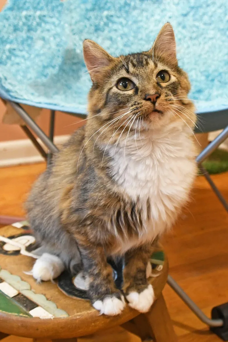 Moppet thumbnail 4