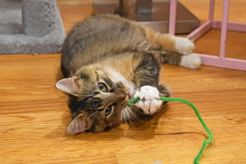 Moppet thumbnail 5