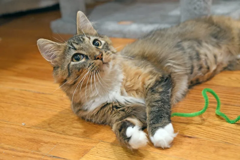 Moppet thumbnail 6