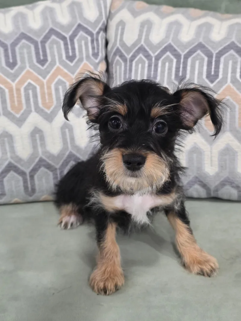 A baby small-sized male Yellow / Tan / Blond / Fawn Chihuahua dog named James for adoption in Las Vegas, NV