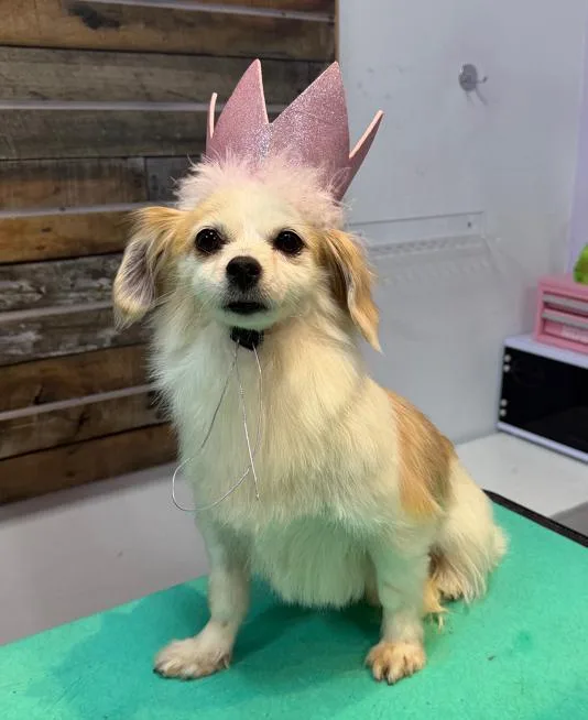 A senior small-sized female White / Cream Mixed Breed dog named Piper for adoption in Brooklyn, NY