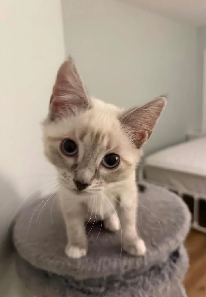 A baby small-sized female Domestic Short Hair cat named TB Mali for adoption in Newnan, GA
