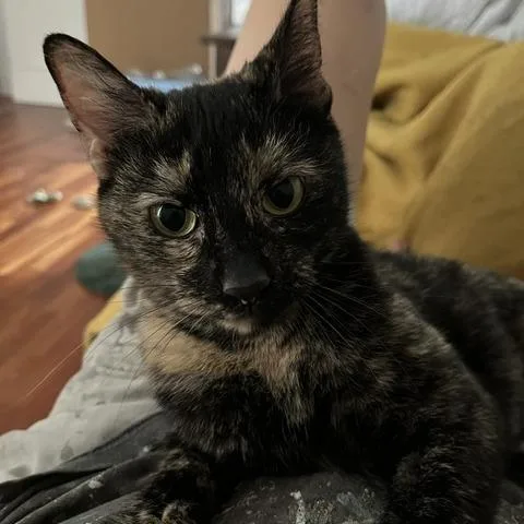 An adult medium-sized female Tortoiseshell Domestic Short Hair cat named Magnolia for adoption in St. Louis, MO