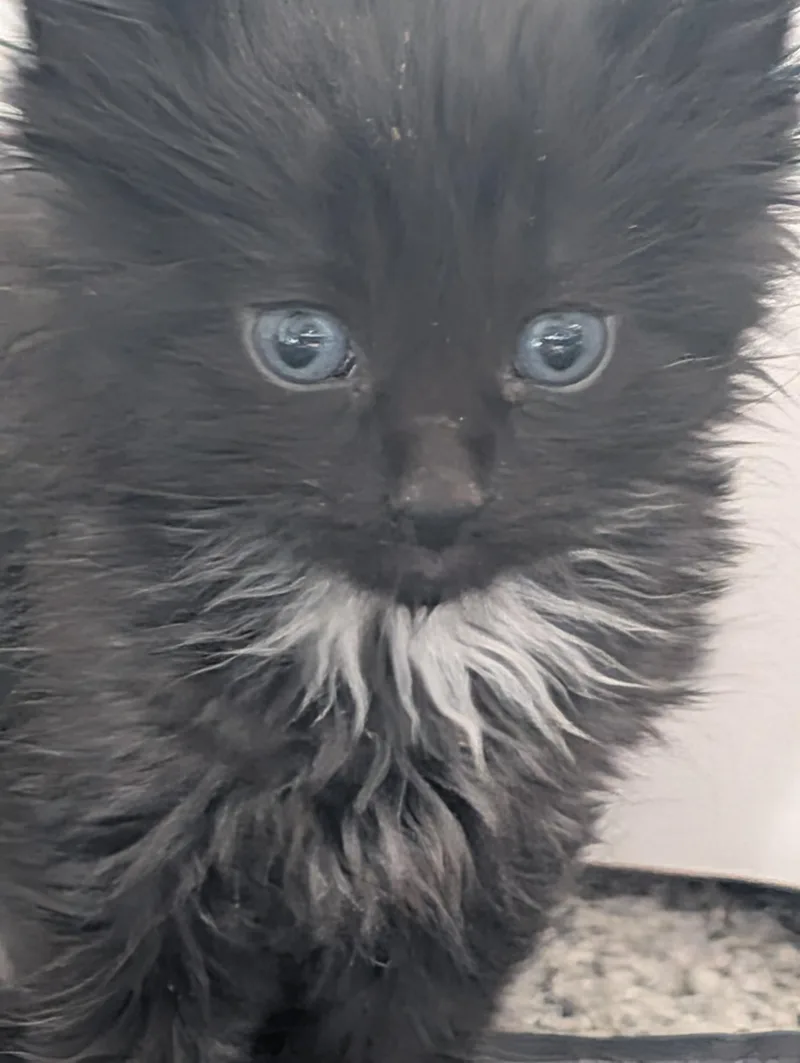 Alvin thumbnail 6