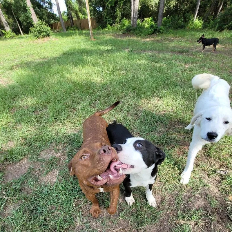 Chocolate thumbnail 2