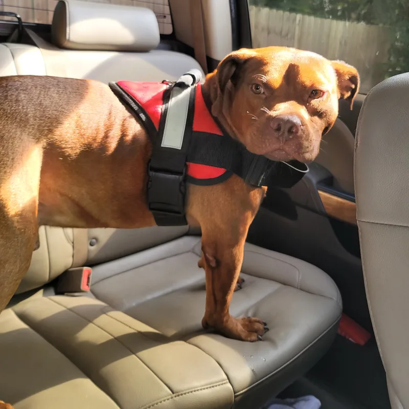 Chocolate thumbnail 3