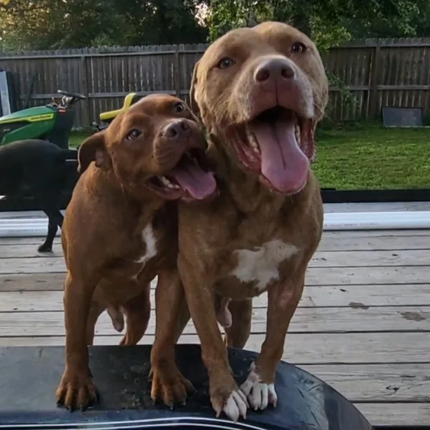 Chocolate thumbnail 4