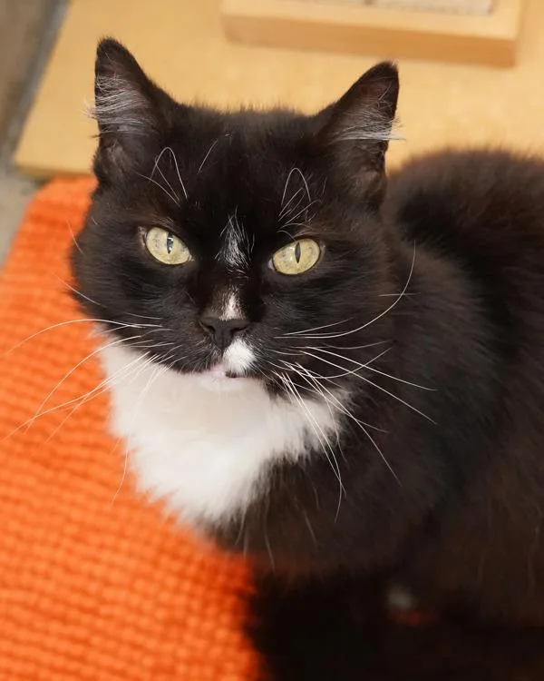 A senior small-sized female Domestic Short Hair cat named Penelope for adoption in Novato, CA