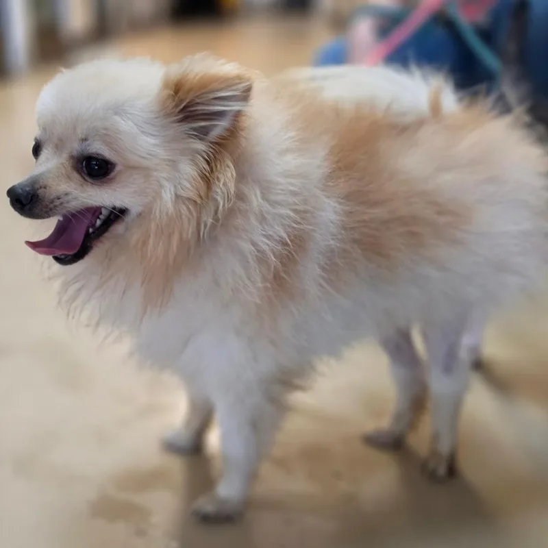 An adult small-sized male Yellow / Tan / Blond / Fawn Pomeranian dog named Augustus Chino Hills for adoption in Chino Hills, CA
