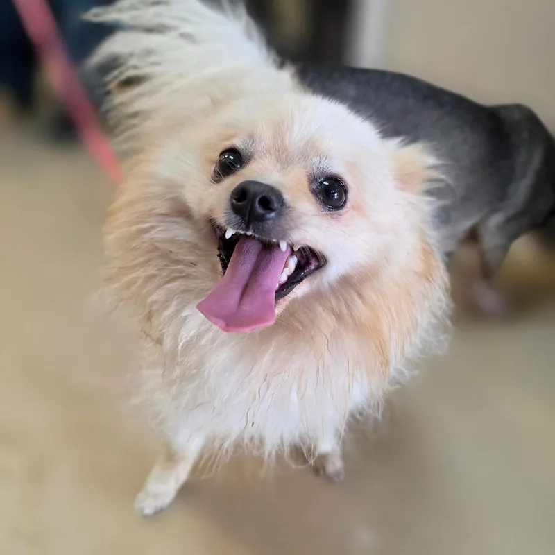 Augustus  Chino Hills thumbnail 4