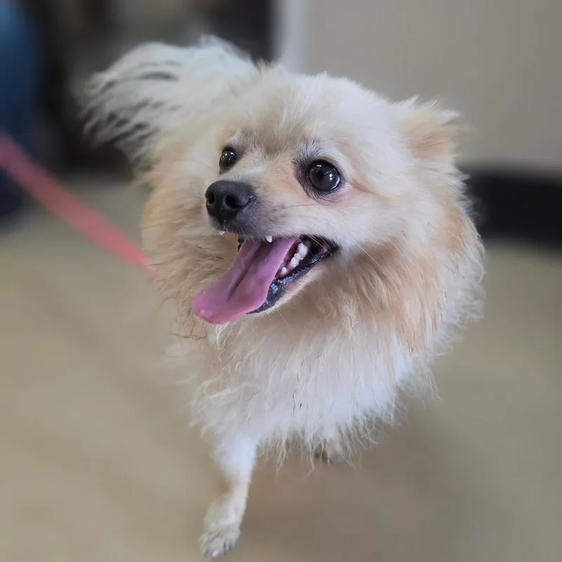 Augustus  Chino Hills thumbnail 5