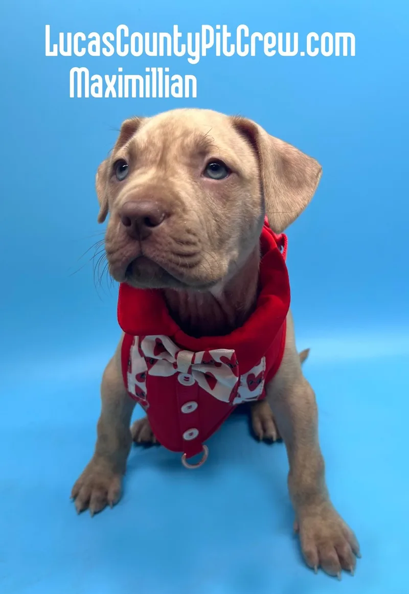 Maximillian thumbnail 2