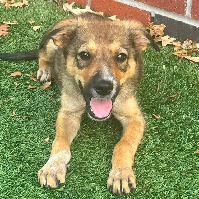 A baby small-sized male Mixed Breed dog named Jimothy for adoption in Edmond, OK