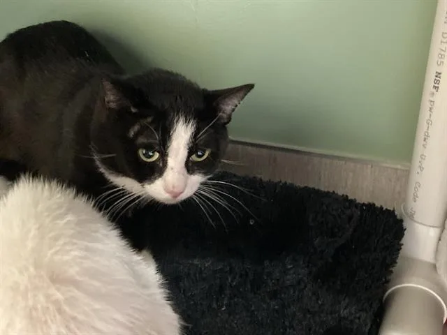 An adult small-sized male Domestic Short Hair cat named Ghoulash for adoption in Tustin, CA