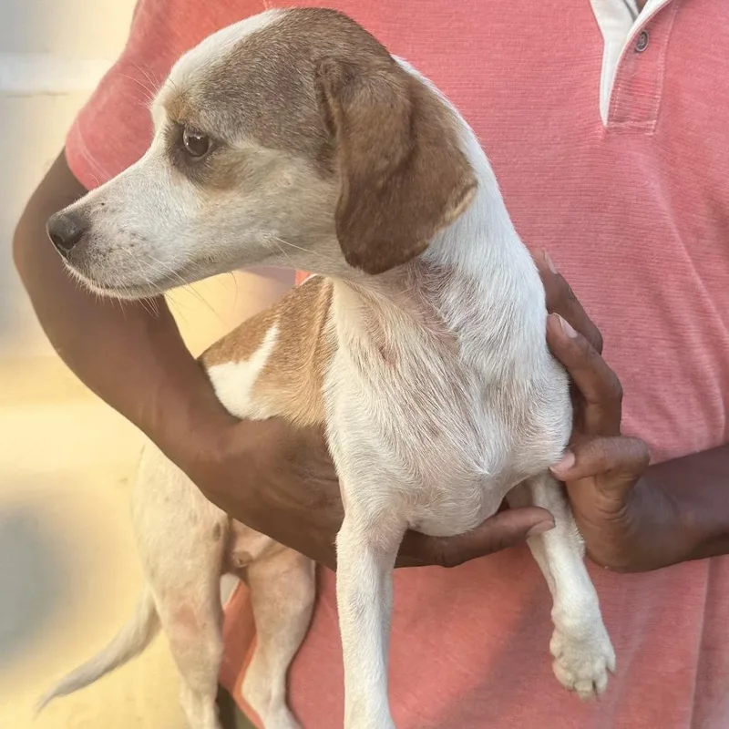 An adult small-sized female White / Cream Chihuahua dog named Suzy  Local October for adoption in Brookshire, TX