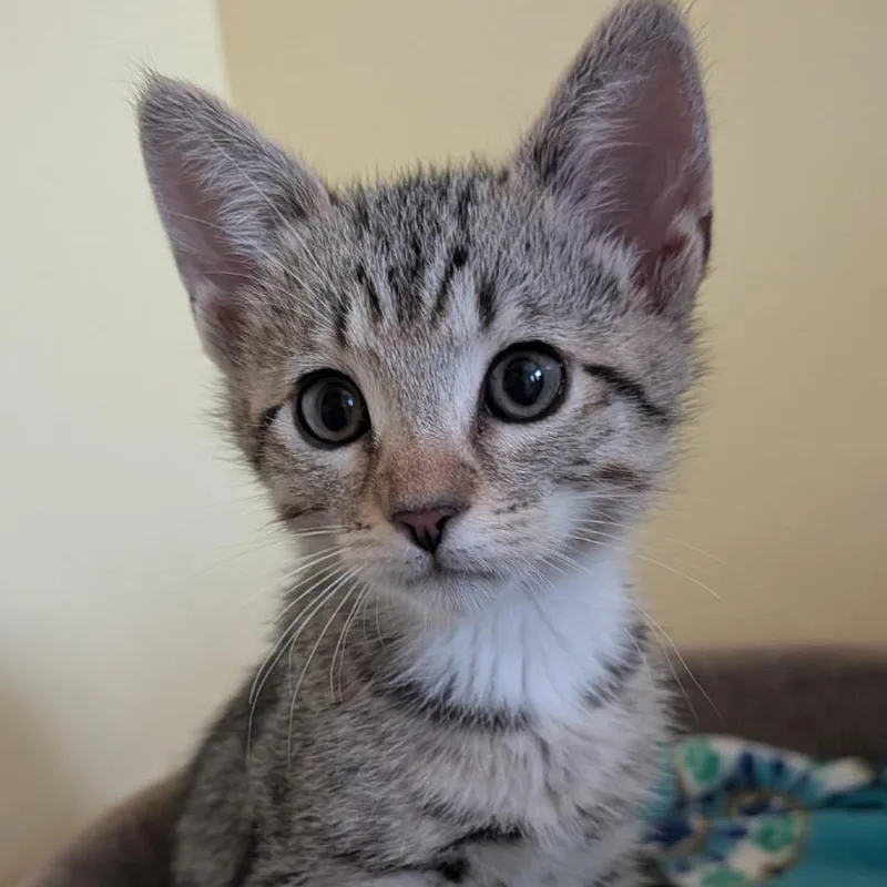 A baby small-sized male Brown / Chocolate Domestic Short Hair cat named Pepper for adoption in Long Beach, CA