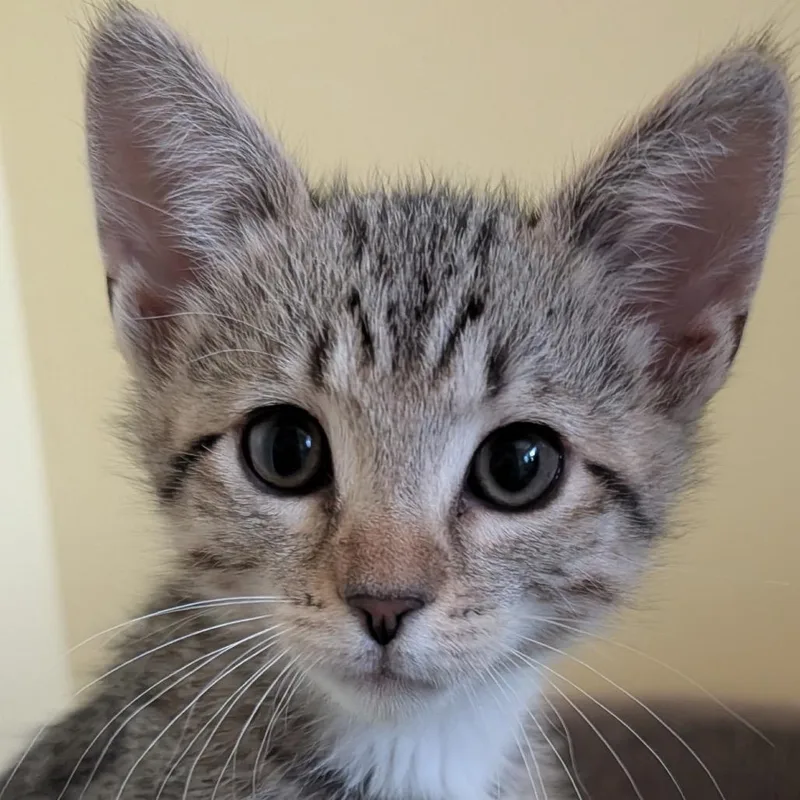 Pepper thumbnail 2