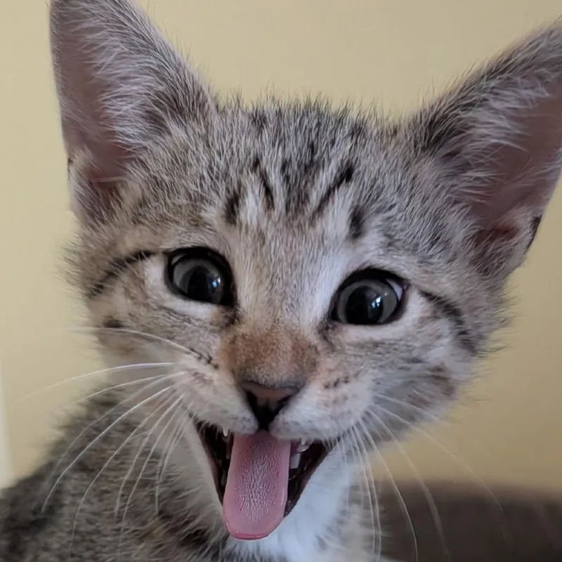 Pepper thumbnail 3