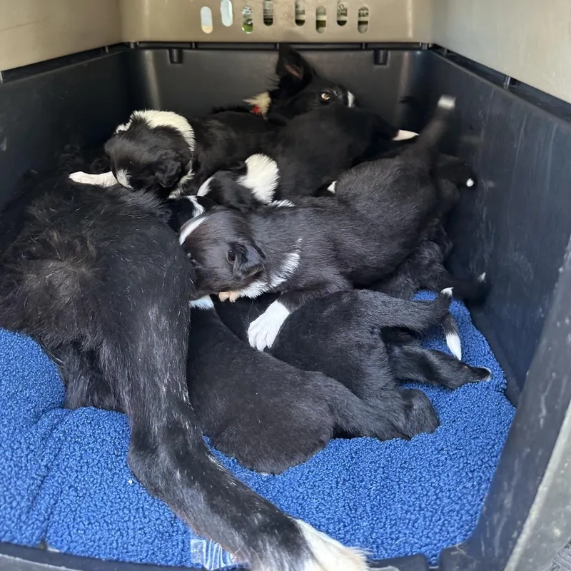 A baby medium-sized female Black Border Collie dog named Bcpup for adoption in Point Richmond, CA