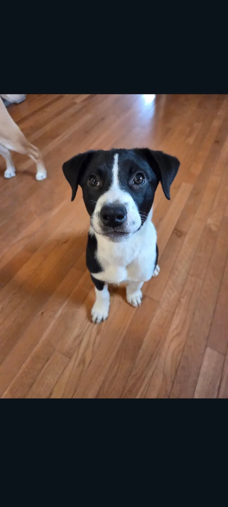 A baby medium-sized male Black Australian Shepherd dog named Oakley for adoption in Lewis Center, OH
