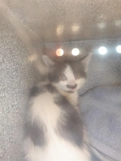 A baby small-sized female Domestic Medium Hair cat named A for adoption in San Jose, CA