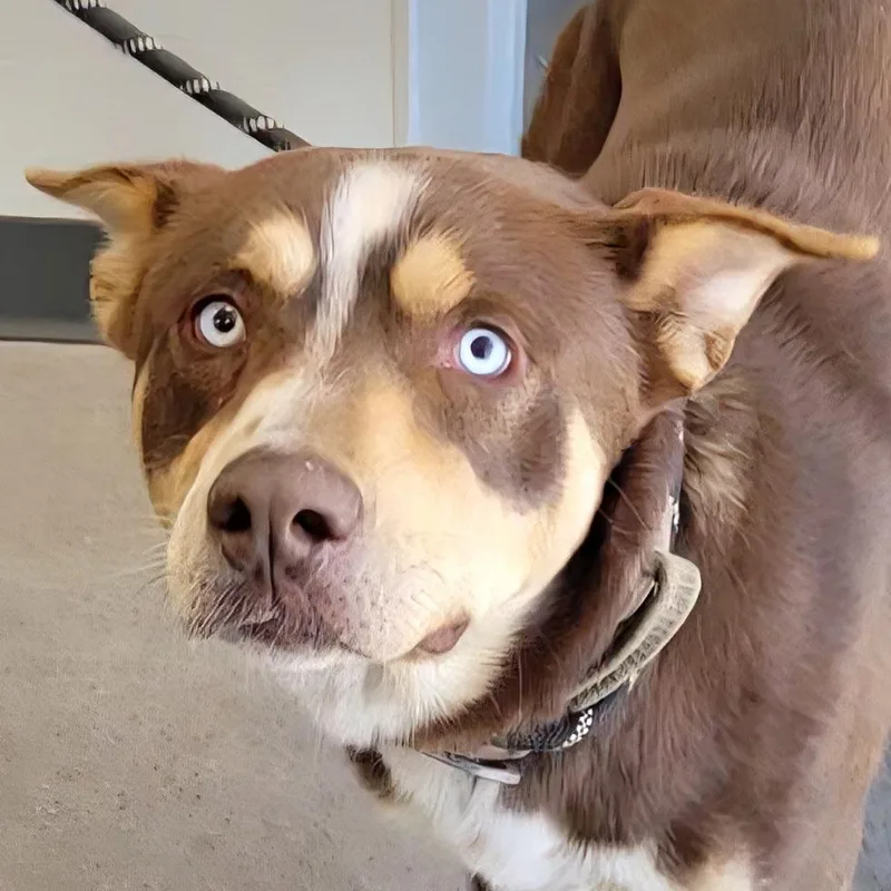 An adult large-sized male Brown / Chocolate Mixed Breed dog named Digby for adoption in Las Cruces, NM