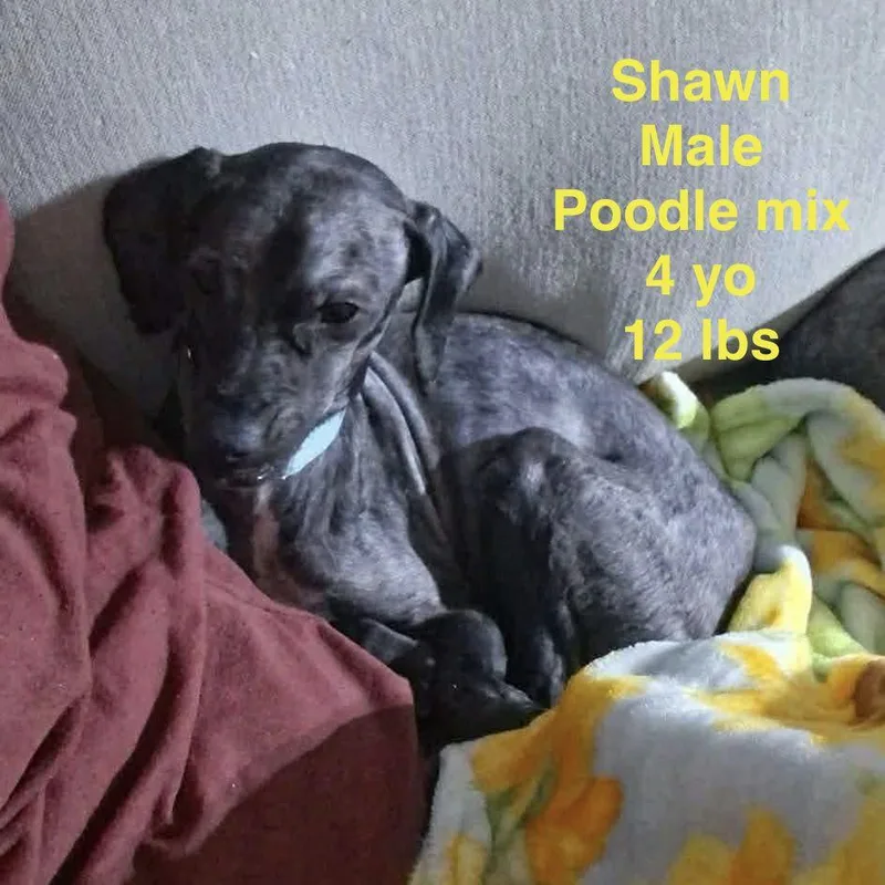 Shawn thumbnail 5