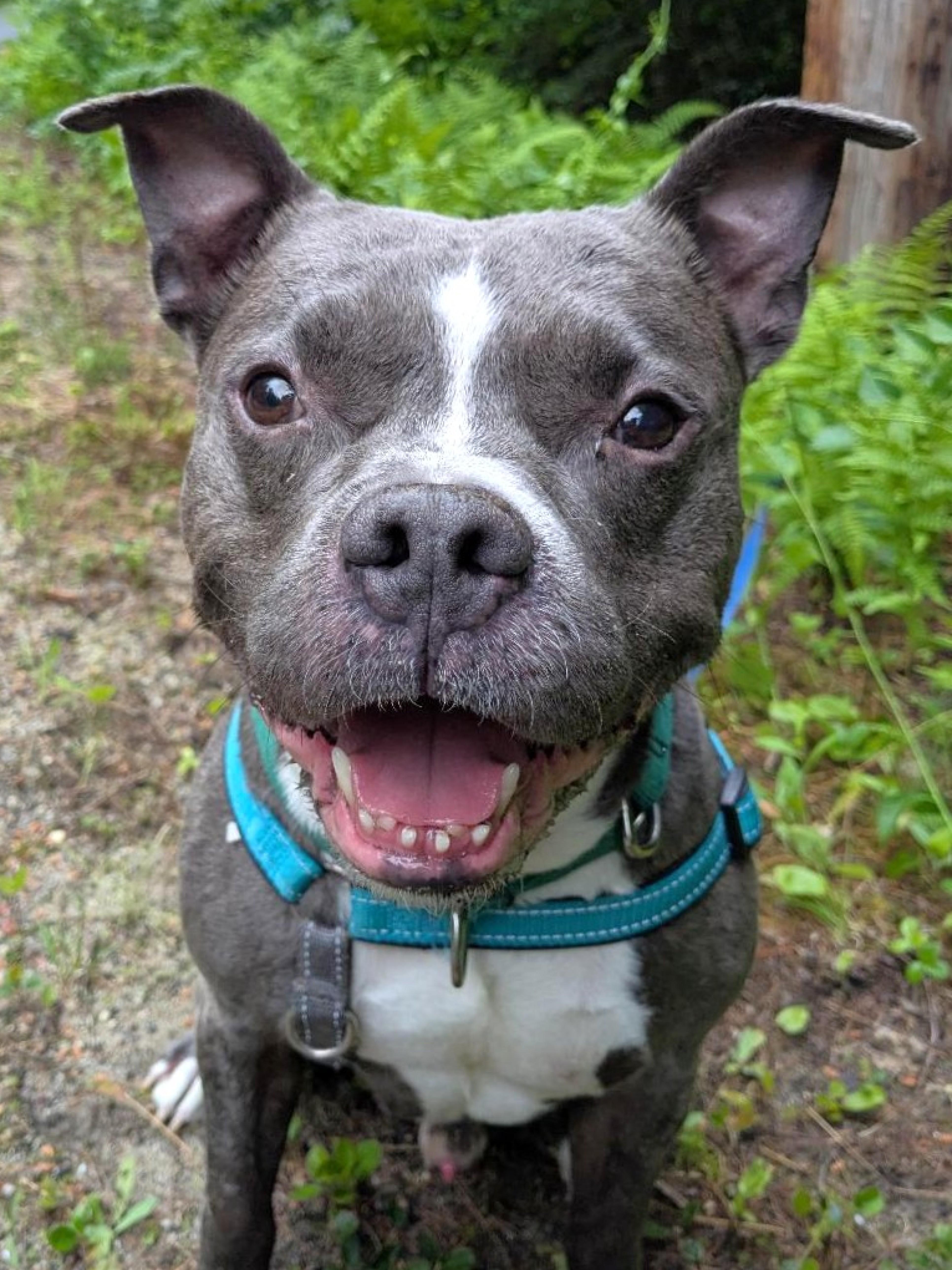 An adult medium-sized male Gray / Blue / Silver Mixed Breed dog named Apollo for adoption in West Swanzey, NH