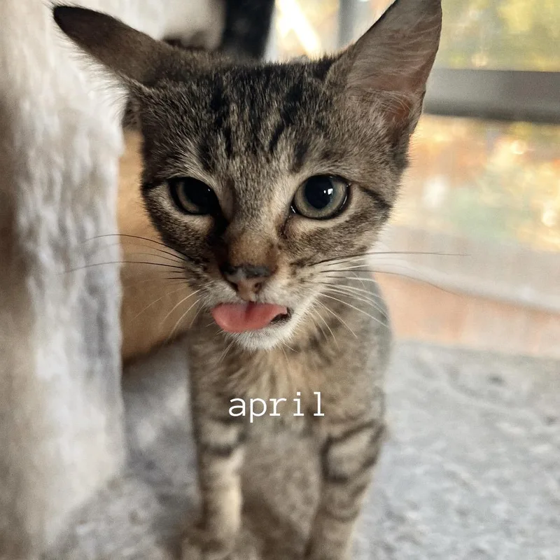 A young small-sized female Brown / Chocolate Domestic Short Hair cat named April for adoption in San Antonio, TX