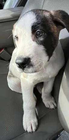 A baby small-sized male Mixed Breed dog named Claussen for adoption in Augusta, GA